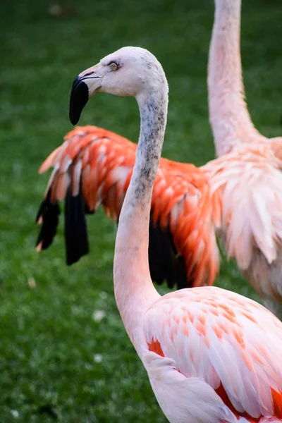 ピンクの動物鳥の写真 Wild Flamingo — ストック写真