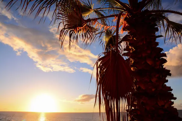 Sylwetka Palmy Zachodzie Słońca Wyspach Kanaryjskich — Zdjęcie stockowe