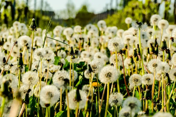 美しい写真デジタル画像は 草の中のタンポポ — ストック写真