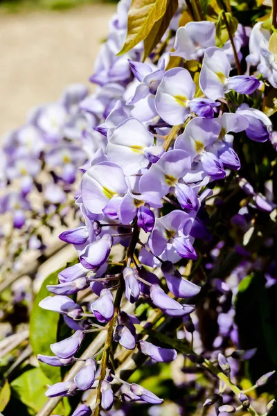 Fioletowe Kwiaty Bzu Piękne Zdjęcie Cyfrowe Obrazu — Zdjęcie stockowe