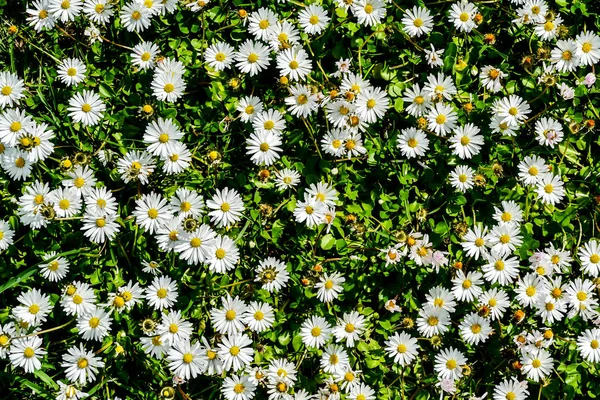 Bidang Bunga Aster Foto Gambar Digital Yang Indah — Stok Foto