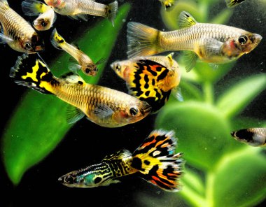 Guppy Multi Colored Fish in a Tropical Acquarium clipart