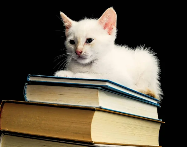 Biały Młody Kot Czarnym Tle — Zdjęcie stockowe
