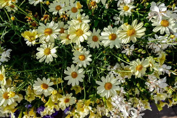 Alalla Keltaiset Kukat Kaunis Kuva Digitaalinen Kuva — kuvapankkivalokuva