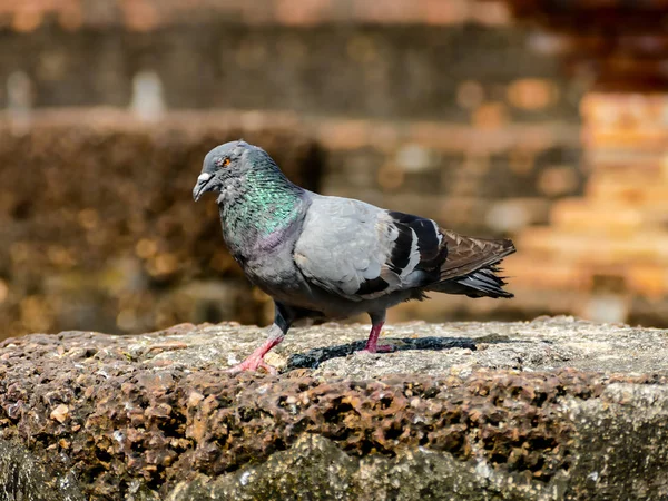 Duif Voor Een Muur Prachtige Foto Digitale Foto — Stockfoto