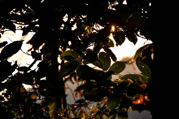 Baum Und Mond Schönes Foto Digitales Bild — Stockfoto