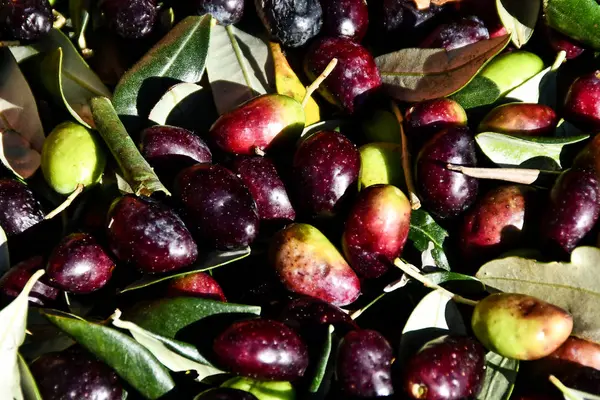 Olives Plate Olive Background — Stock Photo, Image