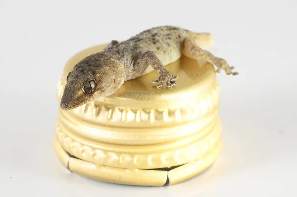 Een Kleine Gecko Hagedis Dop Een Witte Achtergrond — Stockfoto