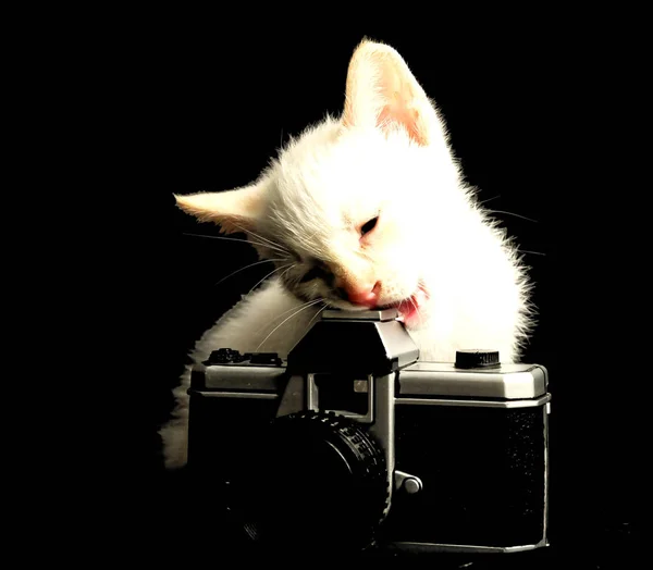 Blanc Jeune Chat Bébé Sur Fond Noir — Photo