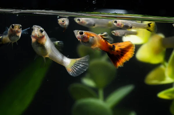 Poisson Multicolore Guppy Dans Aquarium Tropical — Photo