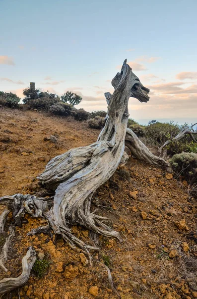 Gnarled Genévrier Façonné Par Vent Sabinar Île Hierro — Photo