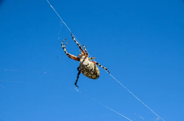 Grande Inseto Aranha Web Para Selvagem — Fotografia de Stock
