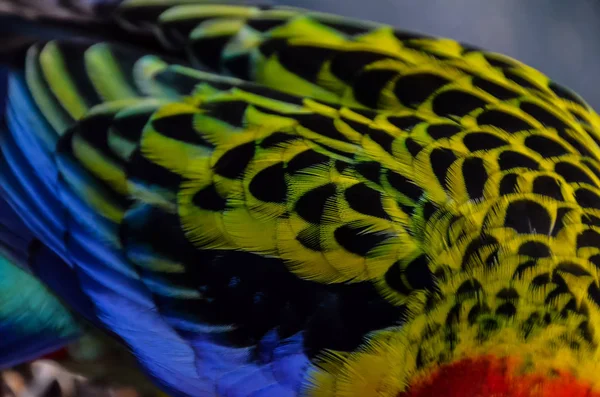 Burung Beo Tropis Dengan Bapa Yang Diwarnai — Stok Foto