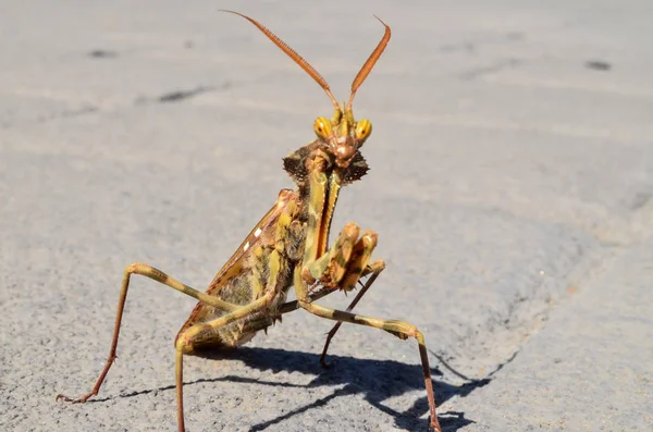 Kahverengi Yetişkin Akıllı Böcek Mantid Religiosa — Stok fotoğraf