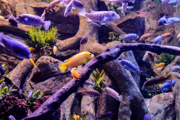 Foto Van Een Acquarium Vol Met Mooie Tropische Vissen — Stockfoto