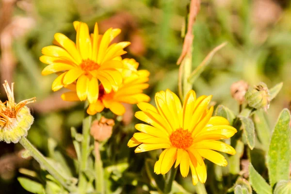 Foto Foto Bella Fioritura Sfondo Fiore — Foto Stock