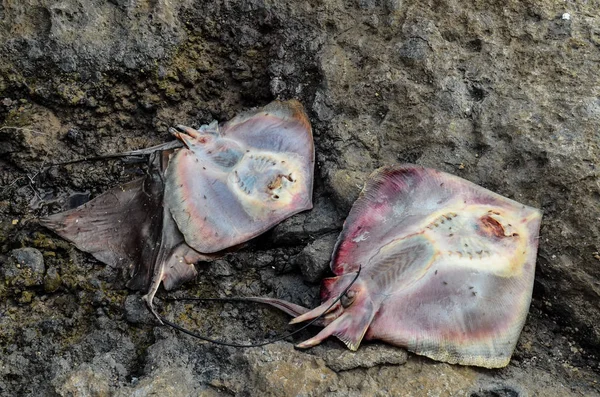 Stingray Peces Muertos Costa Cerca Del Océano Atlántico —  Fotos de Stock