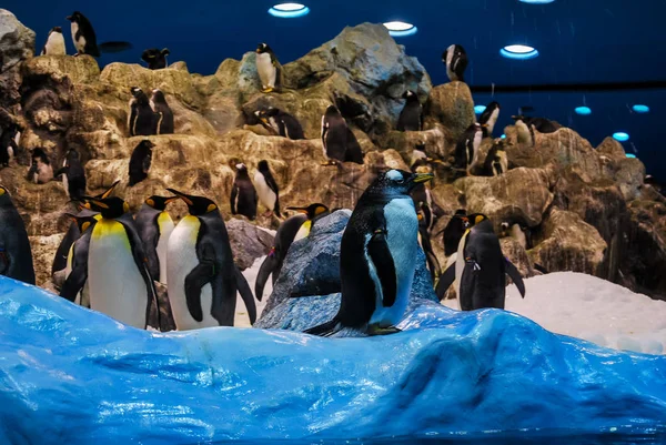 南極のペンギン美しい写真デジタル画像 — ストック写真