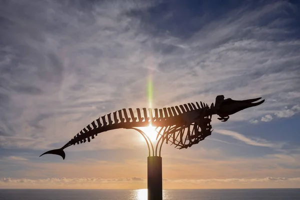 Foto Des Skeletts Eines Trockenwales — Stockfoto