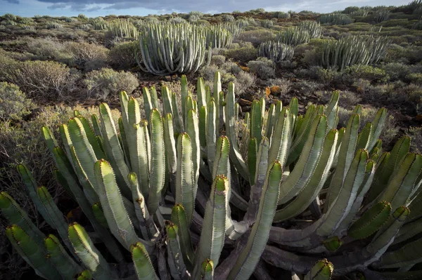 Pôr Sol Calmo Deserto Cactus Ilha Canária Tenerife — Fotografia de Stock