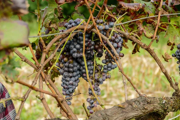 Vinné Hrozny Sklizně Severu Itálie Červené Hrozny Víno — Stock fotografie