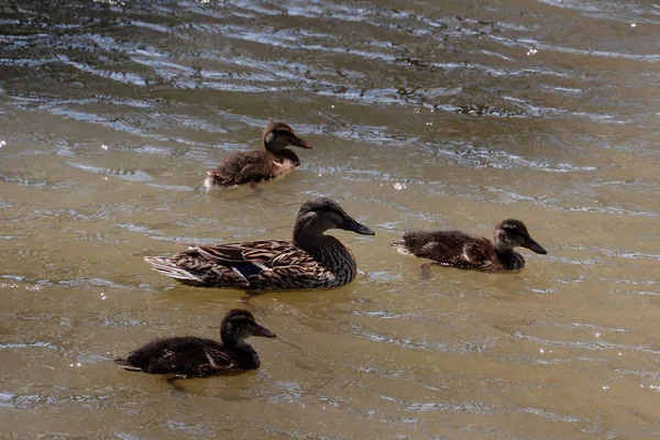 Foto Imagem Rebanho Patos Mallard Natação Lago — Fotografia de Stock