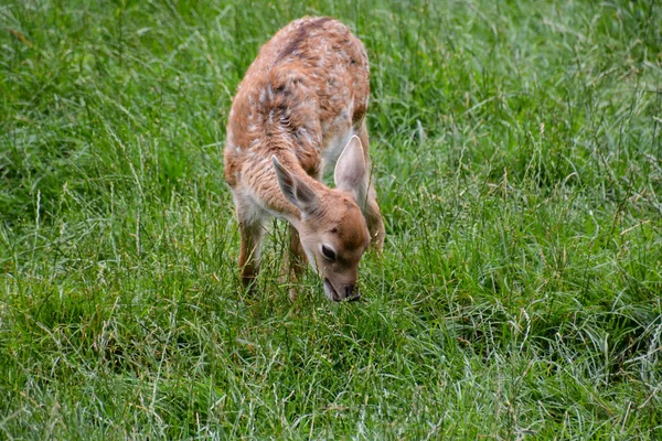 Photo Picture Cute Spotted Fallow Deer — Stock Photo, Image