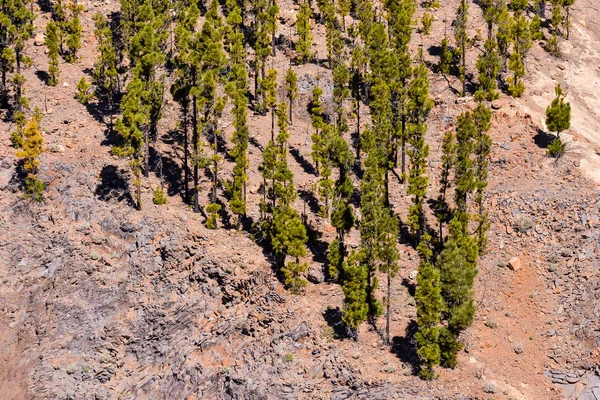 Fotografie Borovicového Lesa Green Forest — Stock fotografie