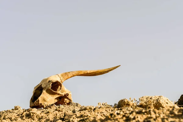 Foto Van Droge Geitenschedel — Stockfoto