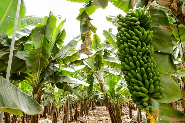 Bananenplantage Auf Den Kanarischen Inseln — Stockfoto