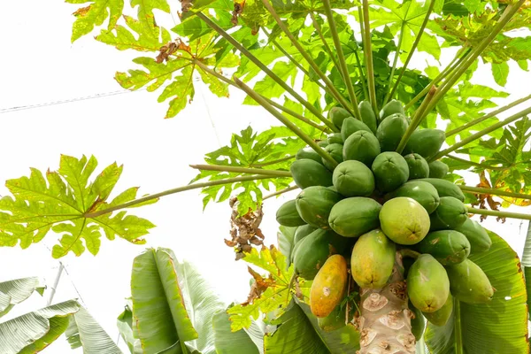 Papaya Plantagenfeld Auf Den Kanarischen Inseln — Stockfoto