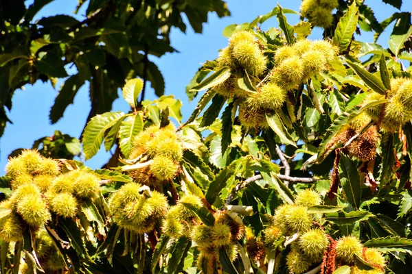 Detail Ripe Chestnuts — Stock Photo, Image