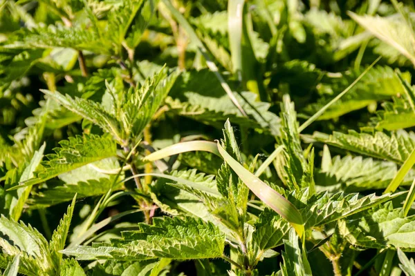 Fénykép Urtica Dioica Más Néven Közönséges Csalán — Stock Fotó