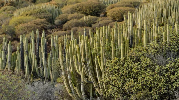 Utsikt Över Öknen Tabernas Almería Provinsen Spanien — Stockfoto