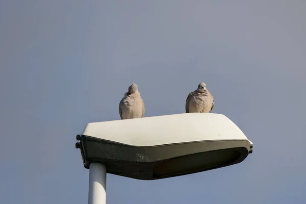 Foto Bild Von Zwei Tauben Auf Einer Straßenlaterne — Stockfoto