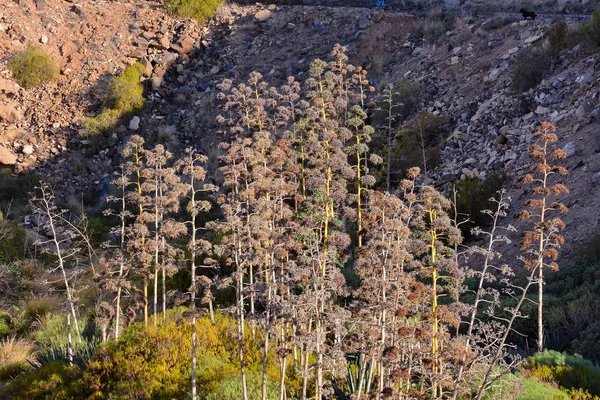 Agave Florescente Costa Rochosa Costa Das Ilhas Tenerife — Fotografia de Stock