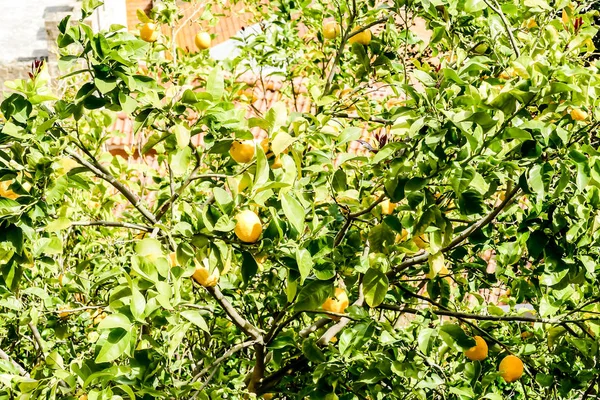 Pomarańczowe Drzewa Ogrodzie Piękne Zdjęcie Obraz Cyfrowy — Zdjęcie stockowe