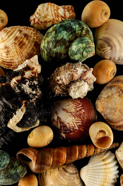 Seashell Background Texture Lots Sea Snails Mixed — Stock Photo, Image