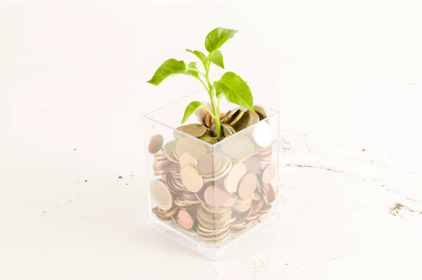 Planta Creciendo Ahorros Monedas Inversión Concepto Interés —  Fotos de Stock