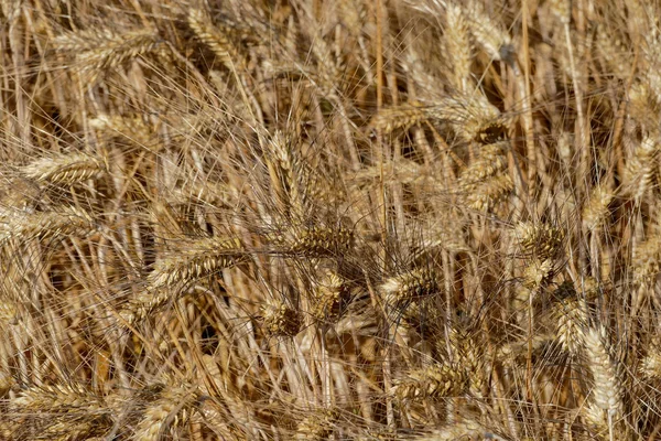 Harvest Wheat Texture Wheat Background Picture — Stock Photo, Image