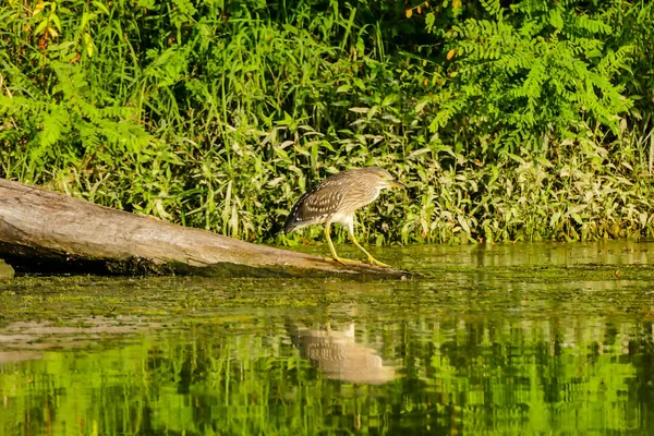 Foto Eurasian Bittern Great Bittern Uccello Selvatico — Foto Stock