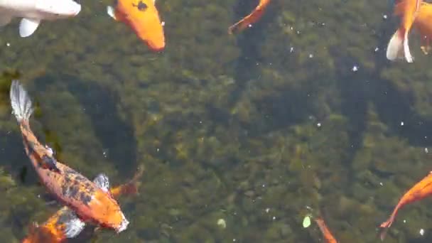 Filmagem de vídeo 4k HD de peixes de carpa de cor koi na água, tomadas em Tenerife Ilhas Canárias Espanha Europa — Vídeo de Stock