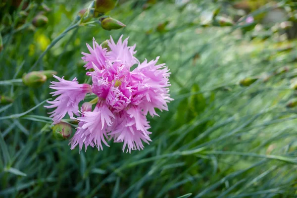 庭のピンクの花美しい写真デジタル画像 — ストック写真