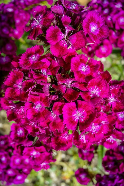 Fleurs Roses Dans Jardin Belle Photo Photo Numérique — Photo