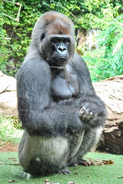 Medvěd Zoo Krásné Digitální Fotografie Digitální Obrázek Krásné Foto Krásné — Stock fotografie