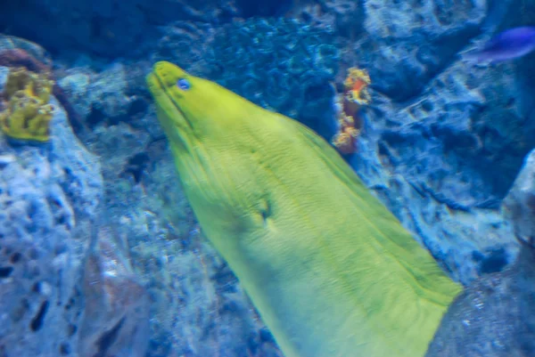 水族館の魚美しい写真デジタル画像 — ストック写真