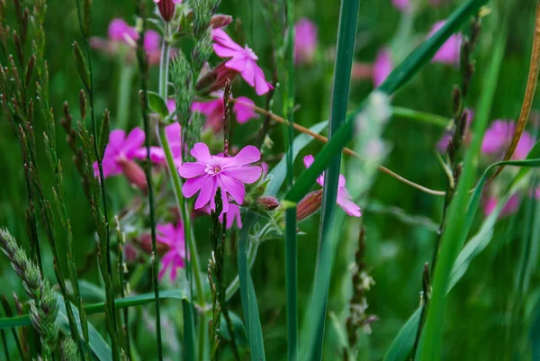 Fioletowe Kwiaty Ogrodzie Piękne Zdjęcie Cyfrowe — Zdjęcie stockowe
