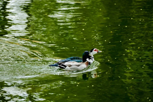 Ente Wasser Schönes Foto Digitales Bild — Stockfoto