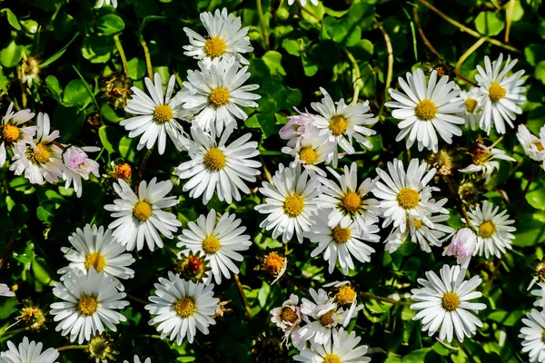 Bidang Bunga Aster Foto Gambar Digital Yang Indah — Stok Foto