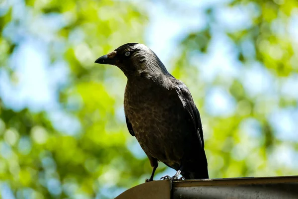 Crow Tak Mooie Foto Digitale Foto — Stockfoto